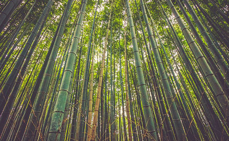  Foreste tropicali di ieri e di oggi 